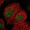 Actin-like protein 7A antibody, NBP1-86014, Novus Biologicals, Immunocytochemistry image 
