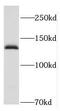 Hyperpolarization Activated Cyclic Nucleotide Gated Potassium Channel 4 antibody, FNab03790, FineTest, Western Blot image 