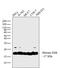 Histone H2B type 1 antibody, MA5-24697, Invitrogen Antibodies, Western Blot image 