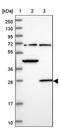 Mitochondrially Encoded Cytochrome C Oxidase III antibody, PA5-60120, Invitrogen Antibodies, Western Blot image 