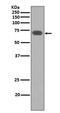 Yes Associated Protein 1 antibody, M00116, Boster Biological Technology, Western Blot image 