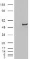 Sentrin-specific protease 6 antibody, 46-711, ProSci, Western Blot image 