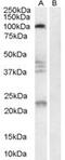 Reticulon 4 Receptor antibody, MBS420106, MyBioSource, Western Blot image 