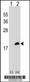 COTL1 antibody, 63-657, ProSci, Western Blot image 