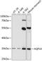 Aquaporin 10 antibody, GTX64838, GeneTex, Western Blot image 