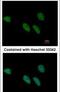 REX4 Homolog, 3'-5' Exonuclease antibody, PA5-28807, Invitrogen Antibodies, Immunofluorescence image 