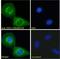 Caspase Recruitment Domain Family Member 16 antibody, LS-C54670, Lifespan Biosciences, Immunofluorescence image 