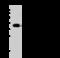 Thrombopoietin antibody, 50146-T32, Sino Biological, Western Blot image 