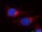 Heat Shock Protein Family A (Hsp70) Member 5 antibody, 11587-1-AP, Proteintech Group, Immunofluorescence image 