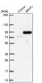 BRCA1 Associated ATM Activator 1 antibody, PA5-56153, Invitrogen Antibodies, Western Blot image 