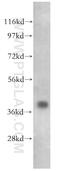 BUB3 Mitotic Checkpoint Protein antibody, 10123-2-AP, Proteintech Group, Western Blot image 