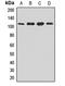 Importin 9 antibody, orb411952, Biorbyt, Western Blot image 