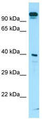 Asc-type amino acid transporter 1 antibody, TA338029, Origene, Western Blot image 