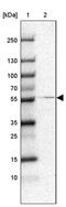 Ral GEF With PH Domain And SH3 Binding Motif 2 antibody, PA5-55823, Invitrogen Antibodies, Western Blot image 