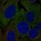Leucine-rich repeat-containing protein 4C antibody, HPA054800, Atlas Antibodies, Immunocytochemistry image 