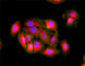 Imp2 antibody, 679604, BioLegend, Immunofluorescence image 