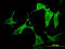 Serine/threonine-protein kinase PAK 3 antibody, LS-C197843, Lifespan Biosciences, Immunofluorescence image 