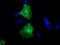 Calcium/Calmodulin Dependent Protein Kinase ID antibody, NBP2-02314, Novus Biologicals, Immunofluorescence image 