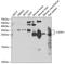 Craniofacial Development Protein 1 antibody, GTX33092, GeneTex, Western Blot image 