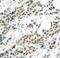 Forkhead Box O4 antibody, LS-C335844, Lifespan Biosciences, Immunohistochemistry frozen image 