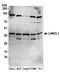 LanC-like protein 1 antibody, A304-482A, Bethyl Labs, Western Blot image 