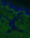 Collagen Type I Alpha 1 Chain antibody, NB600-450, Novus Biologicals, Immunohistochemistry paraffin image 