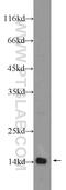 TATA-Box Binding Protein Associated Factor 13 antibody, 24672-1-AP, Proteintech Group, Western Blot image 