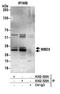 Methyl-CpG Binding Domain Protein 3 antibody, A302-528A, Bethyl Labs, Immunoprecipitation image 