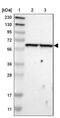 Serine/threonine-protein kinase OSR1 antibody, NBP1-82929, Novus Biologicals, Western Blot image 