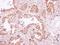 Cytosolic phospholipase A2 antibody, GTX117583, GeneTex, Immunohistochemistry paraffin image 