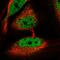 Nuclear Receptor Corepressor 1 antibody, HPA051168, Atlas Antibodies, Immunofluorescence image 