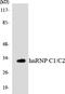 Heterogeneous Nuclear Ribonucleoprotein C (C1/C2) antibody, LS-B12491, Lifespan Biosciences, Western Blot image 