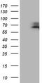 Mitochondrial Antiviral Signaling Protein antibody, TA808252S, Origene, Western Blot image 