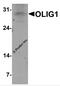 Oligodendrocyte Transcription Factor 1 antibody, 7741, ProSci Inc, Western Blot image 