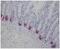 Defensin-5 antibody, ab90802, Abcam, Immunohistochemistry paraffin image 