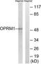 Opioid Receptor Mu 1 antibody, TA314303, Origene, Western Blot image 