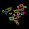 Solute Carrier Family 6 Member 11 antibody, orb156998, Biorbyt, Immunofluorescence image 