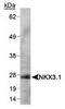 Homeobox protein Nkx-3.1 antibody, TA301499, Origene, Western Blot image 