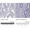 Dual Specificity Phosphatase 15 antibody, NBP2-57320, Novus Biologicals, Immunohistochemistry paraffin image 