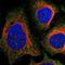 Adseverin antibody, NBP1-89230, Novus Biologicals, Immunofluorescence image 