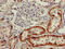 Solute Carrier Family 3 Member 1 antibody, CSB-PA737352LA01HU, Cusabio, Immunohistochemistry paraffin image 