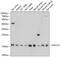 Hippocalcin-like protein 1 antibody, 13-378, ProSci, Western Blot image 