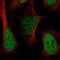 Histone Acetyltransferase 1 antibody, HPA036788, Atlas Antibodies, Immunofluorescence image 