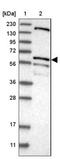 58K Golgi protein antibody, NBP1-86031, Novus Biologicals, Western Blot image 