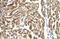 Peroxisomal Biogenesis Factor 10 antibody, ARP43442_P050, Aviva Systems Biology, Immunohistochemistry frozen image 