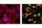 Caspase 3 antibody, 9669S, Cell Signaling Technology, Immunofluorescence image 