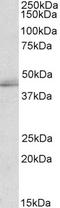 TIA1 Cytotoxic Granule Associated RNA Binding Protein Like 1 antibody, STJ72117, St John