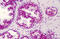 CREB Binding Protein antibody, MBS243537, MyBioSource, Immunohistochemistry frozen image 