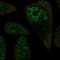 Ribosomal Protein L3 Like antibody, HPA049136, Atlas Antibodies, Immunofluorescence image 