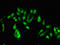 Circadian locomoter output cycles protein kaput antibody, LS-C677566, Lifespan Biosciences, Immunofluorescence image 